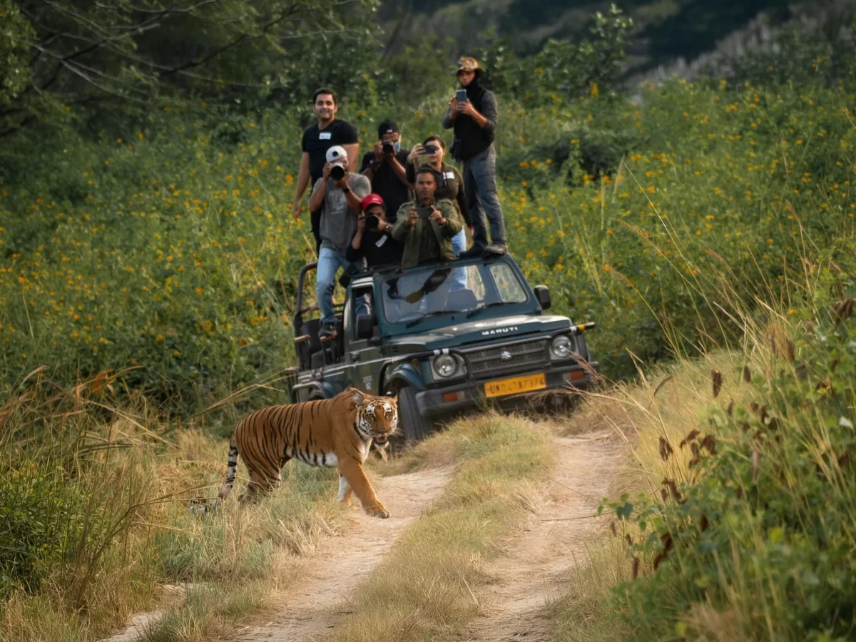 Best time to visit India’s jungles