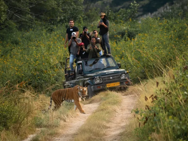 Jim Corbett Tiger Safari — Uttarakhand