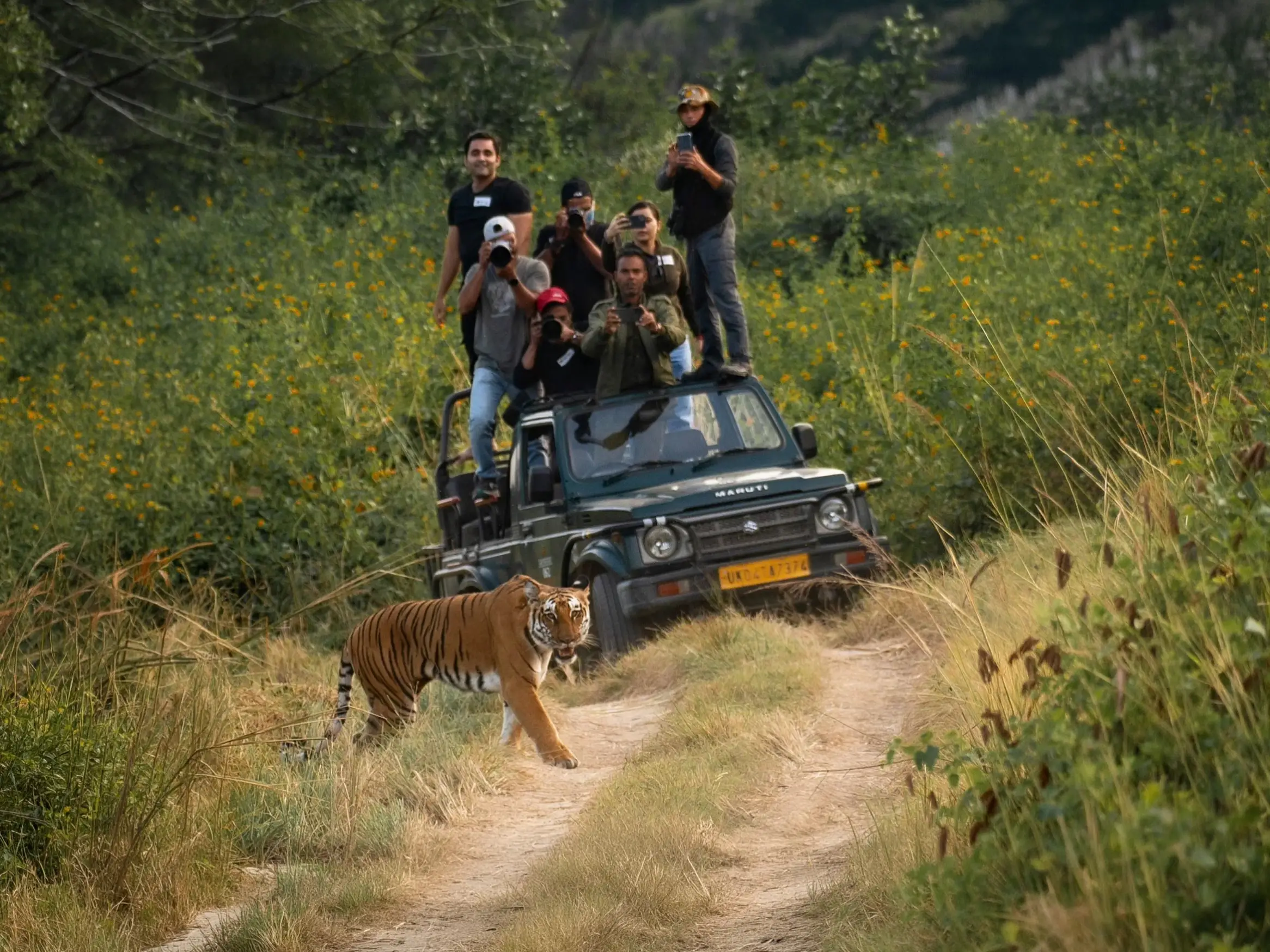 Safari guests watching a tiger cross the track