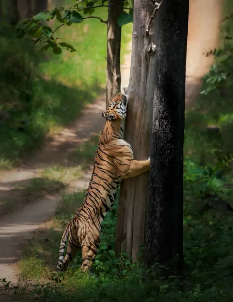Nagzira Wildlife Safari — Weekend Getaway — Maharashtra