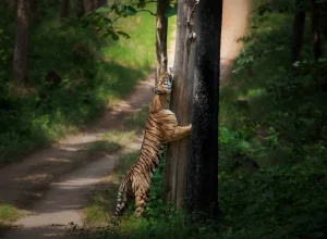 Ranthambore wildlife — 2-day itinerary