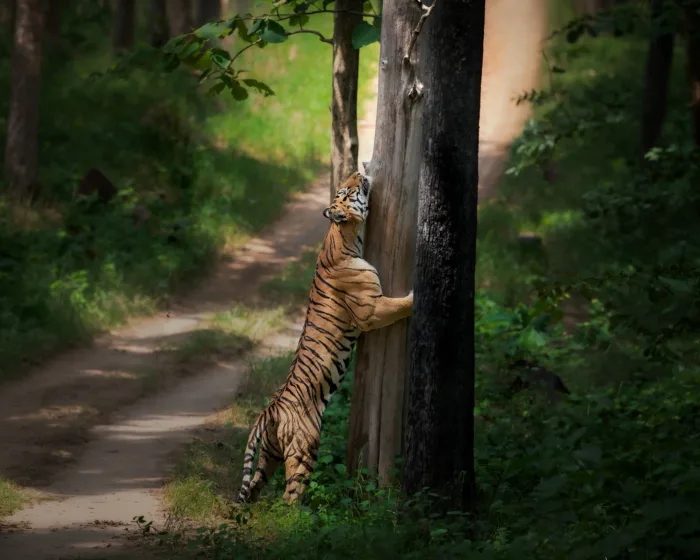 Tiger in Tadoba's core zone forest