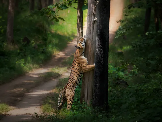Satpura Walking & Jeep Safari — Short Break — Madhya Pradesh
