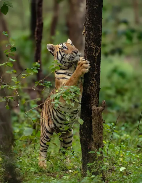 Tadoba Tiger Safari — Short Break — Maharashtra