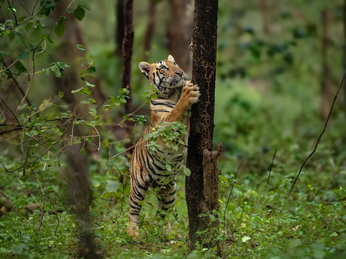 Top things to do in Tadoba