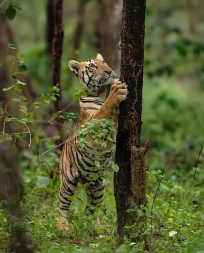 Wildlife Photography on Safari: Gear, Camera Settings and Field Craft for Indian Tiger Reserves