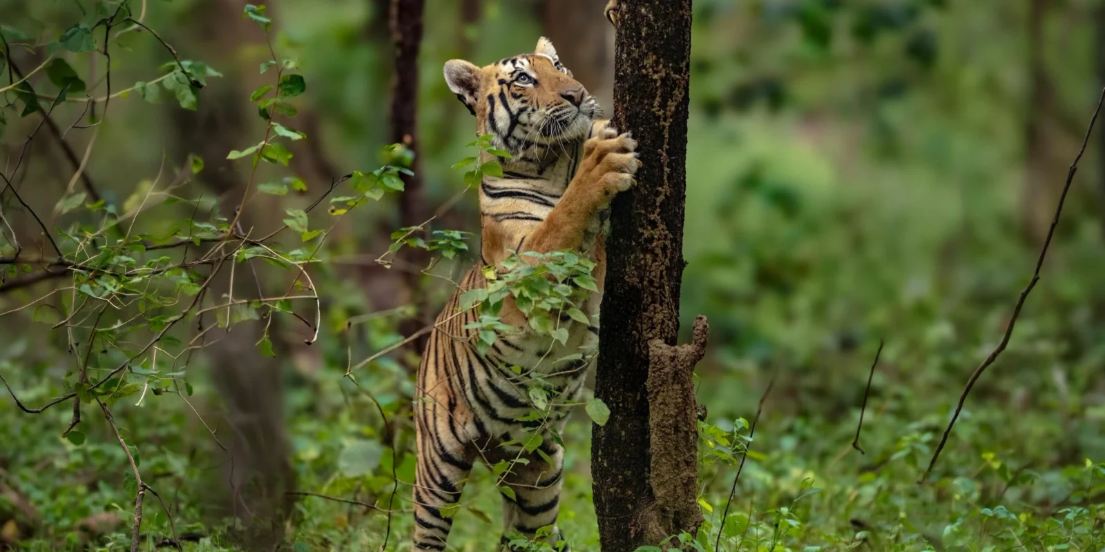 Wildlife Photography on Safari: Gear, Camera Settings and Field Craft for Indian Tiger Reserves