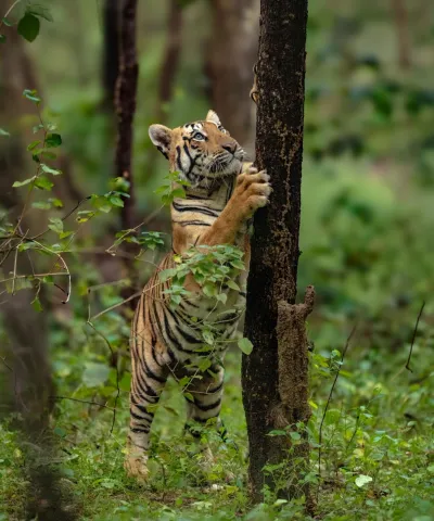 Satpura