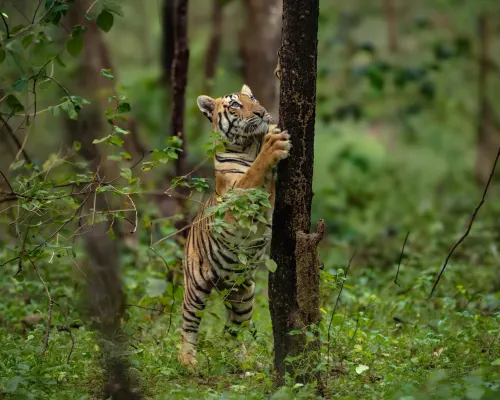Discover luxury jungle stays gallery image 4