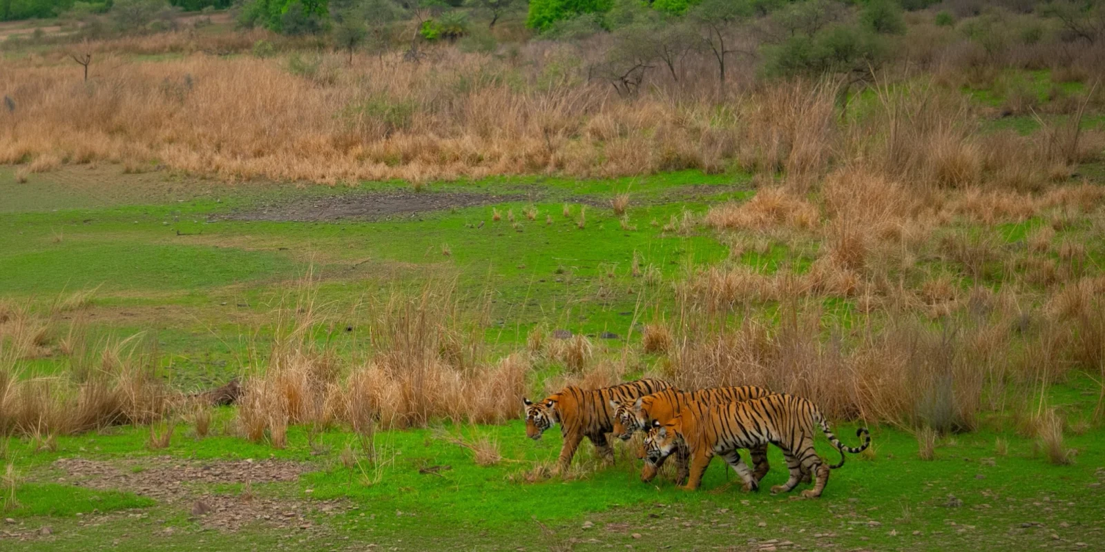 Best Tiger Safari in India Tours: Book Wildlife Safaris 2027