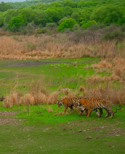 Best Tiger Safari in India Tours: Book Wildlife Safaris 2027