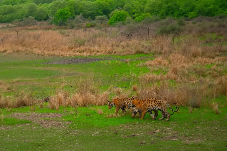 Bengal tiger emerging from tall grass
