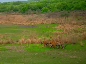 Bengal tiger in the wild