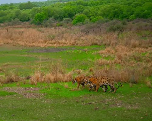 Top safaris in Tadoba gallery image 2