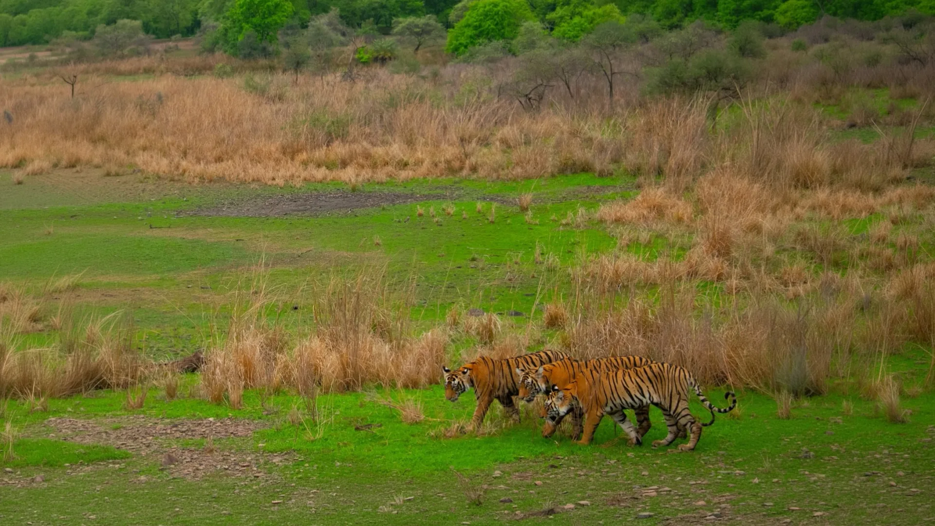 Bengal tigers walking through the open grassland and wetland terrain typical of Ranthambore National Park