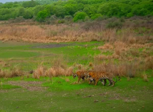 Bandhavgarh wildlife — 2-day itinerary