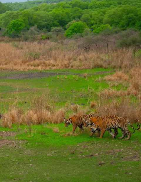 Tadoba Tiger Safari — Grand Safari — Maharashtra