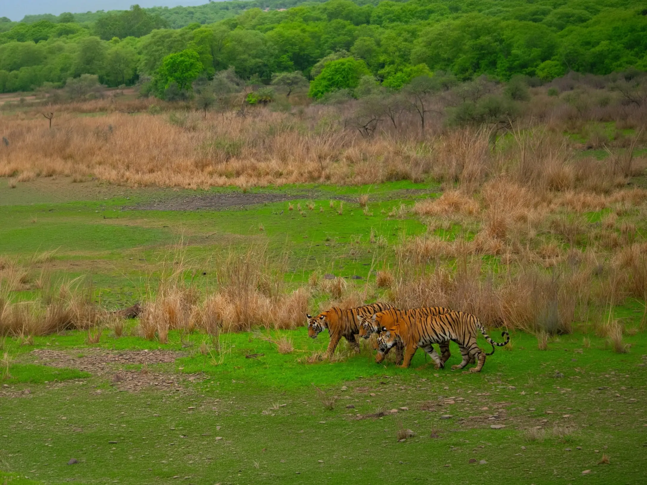 Tiger in open grassland