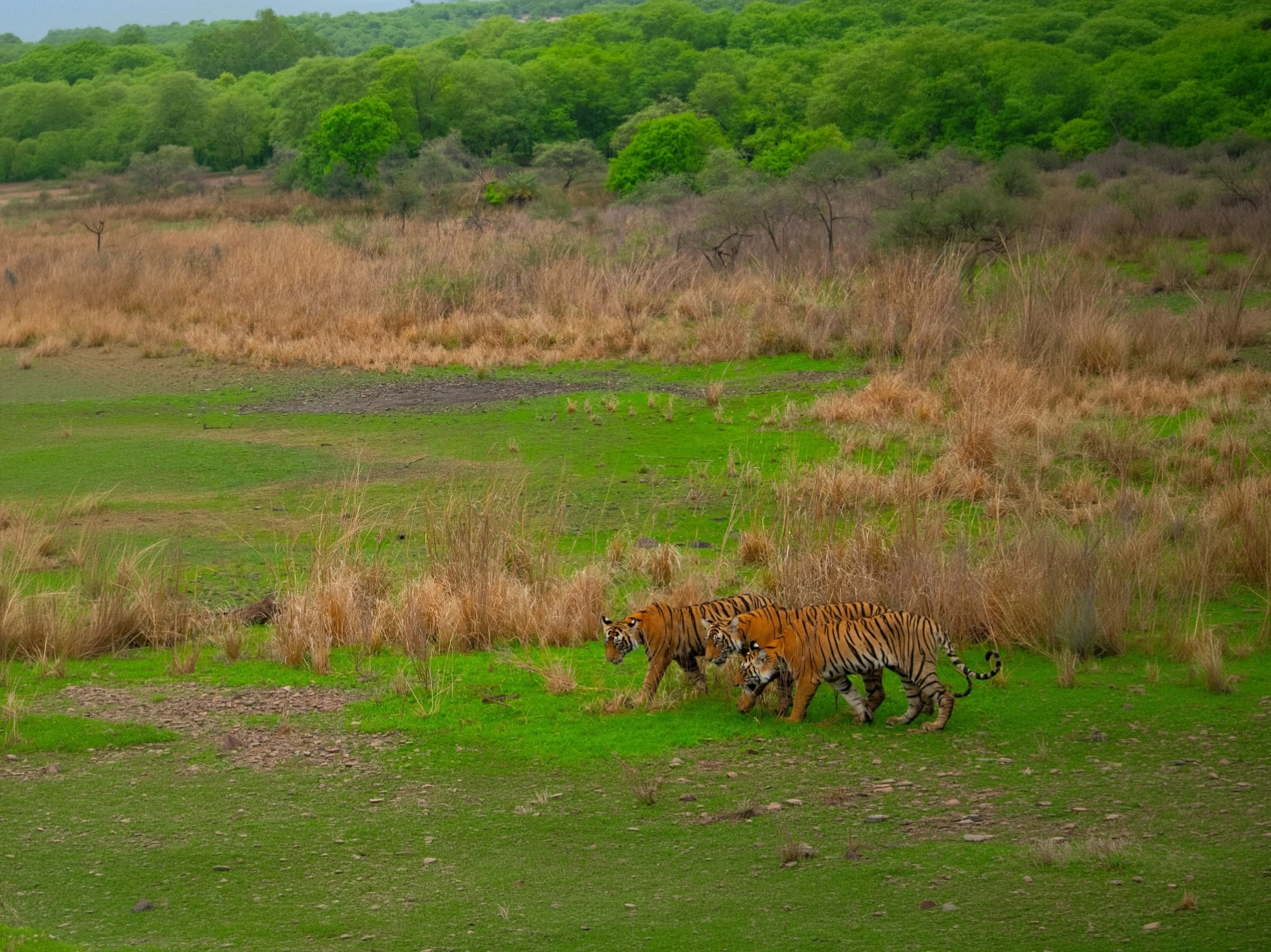 Bor Tiger Safari — Extended Safari — Maharashtra