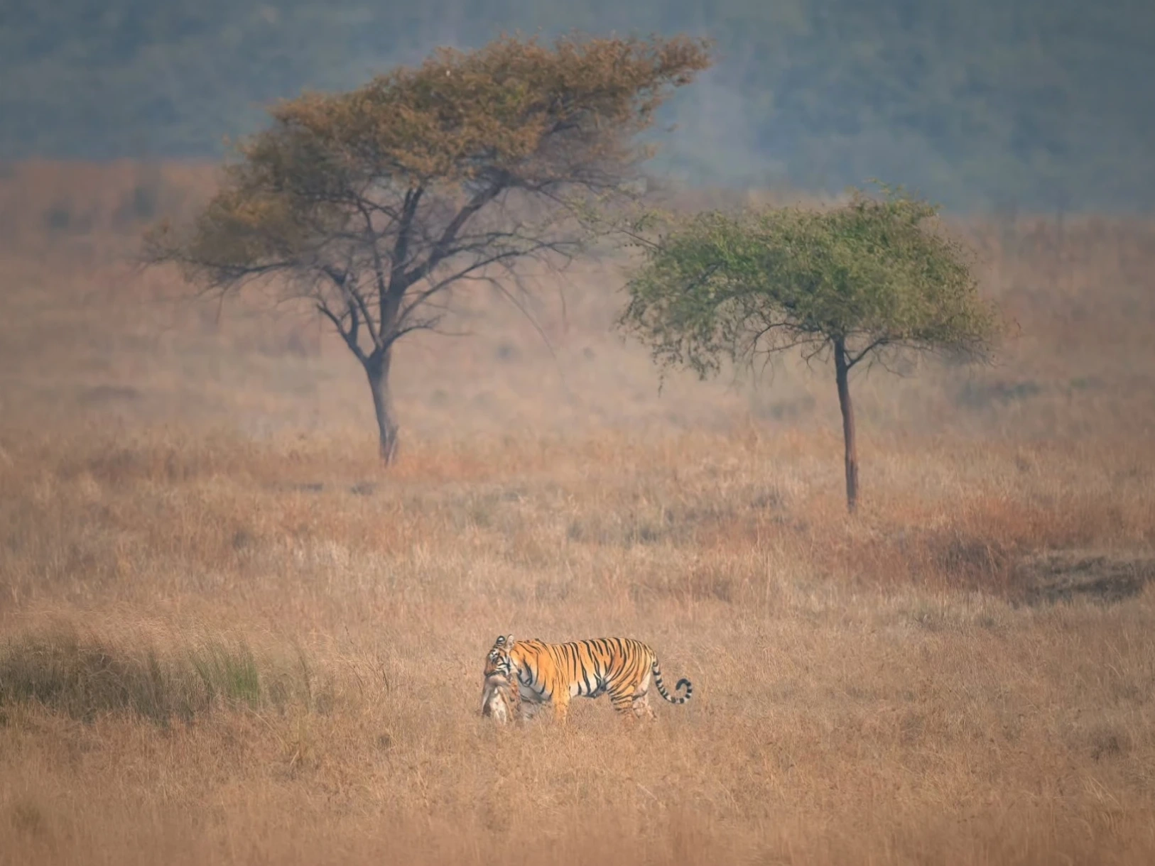 Ranthambore Tiger Safari — Extended Safari — Rajasthan