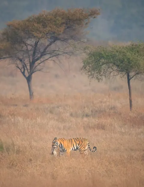 Tadoba Tiger Safari — Maharashtra