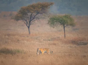 Tadoba wildlife — 4-day itinerary
