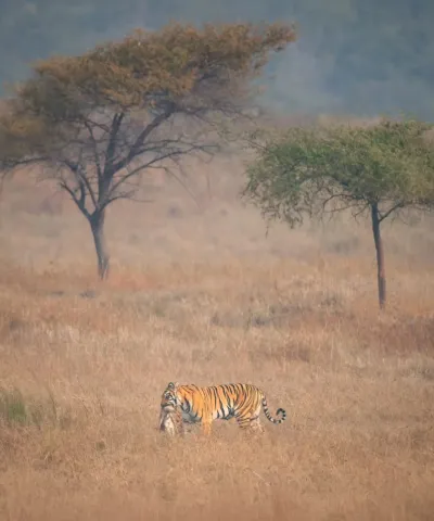 Ranthambore