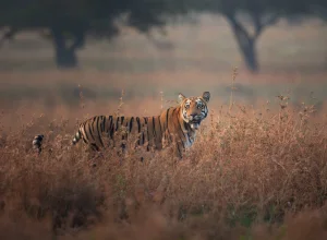 Tipeshwar wildlife — 5-day itinerary