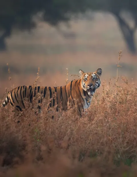 Tipeshwar Tiger Safari — Weekend Getaway — Maharashtra