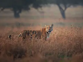Bengal tiger in the wild