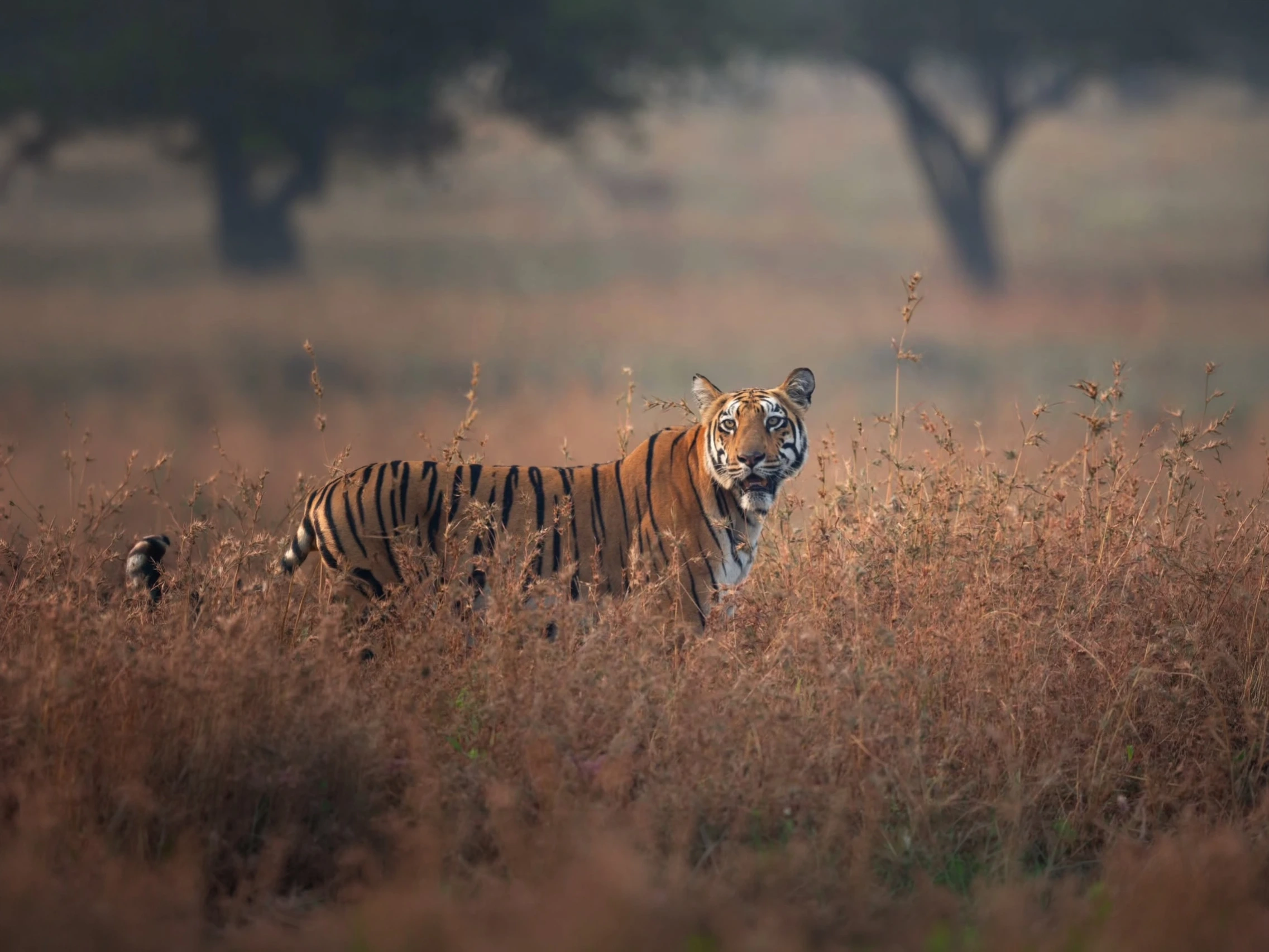 Tipeshwar Tiger Safari — Maharashtra