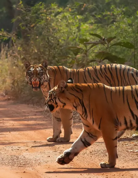 Bor Tiger Safari — Extended Safari — Maharashtra