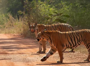 Umred Karhandla wildlife — 4-day itinerary