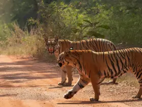 Bengal tiger in the wild