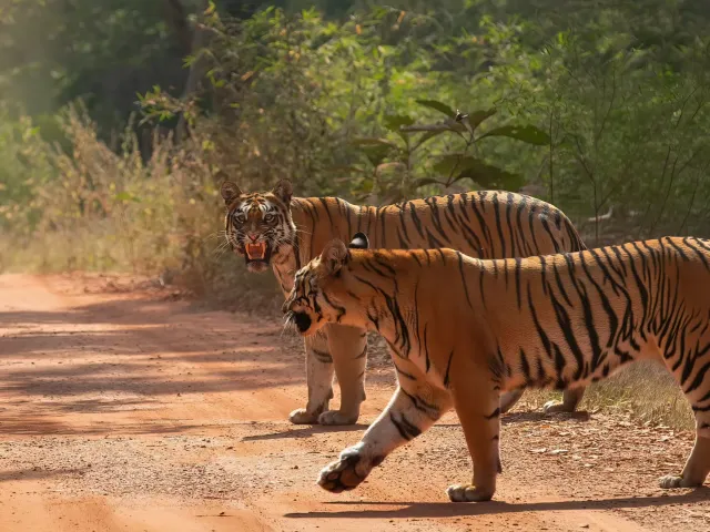 Tipeshwar Tiger Safari — Maharashtra