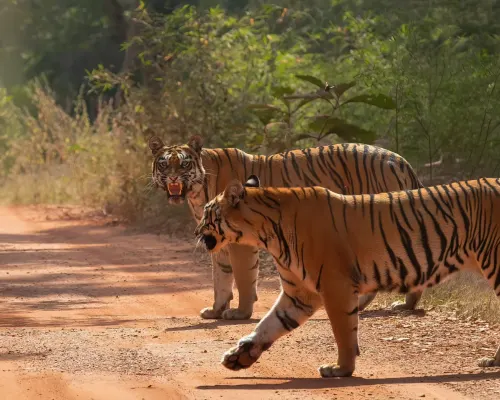 Wild places to visit in Madhya Pradesh gallery image 3