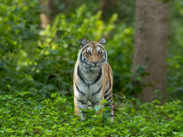 Tipeshwar Tiger Safari — Maharashtra