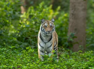 Pench wildlife — 5-day itinerary