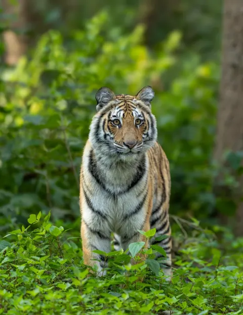 Kanha National Park Safari — Madhya Pradesh