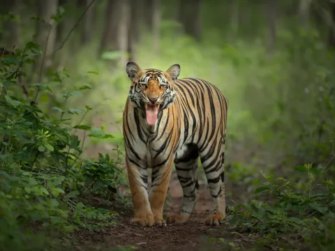 Tracking Tigers: A First-Timer's Guide to Tadoba