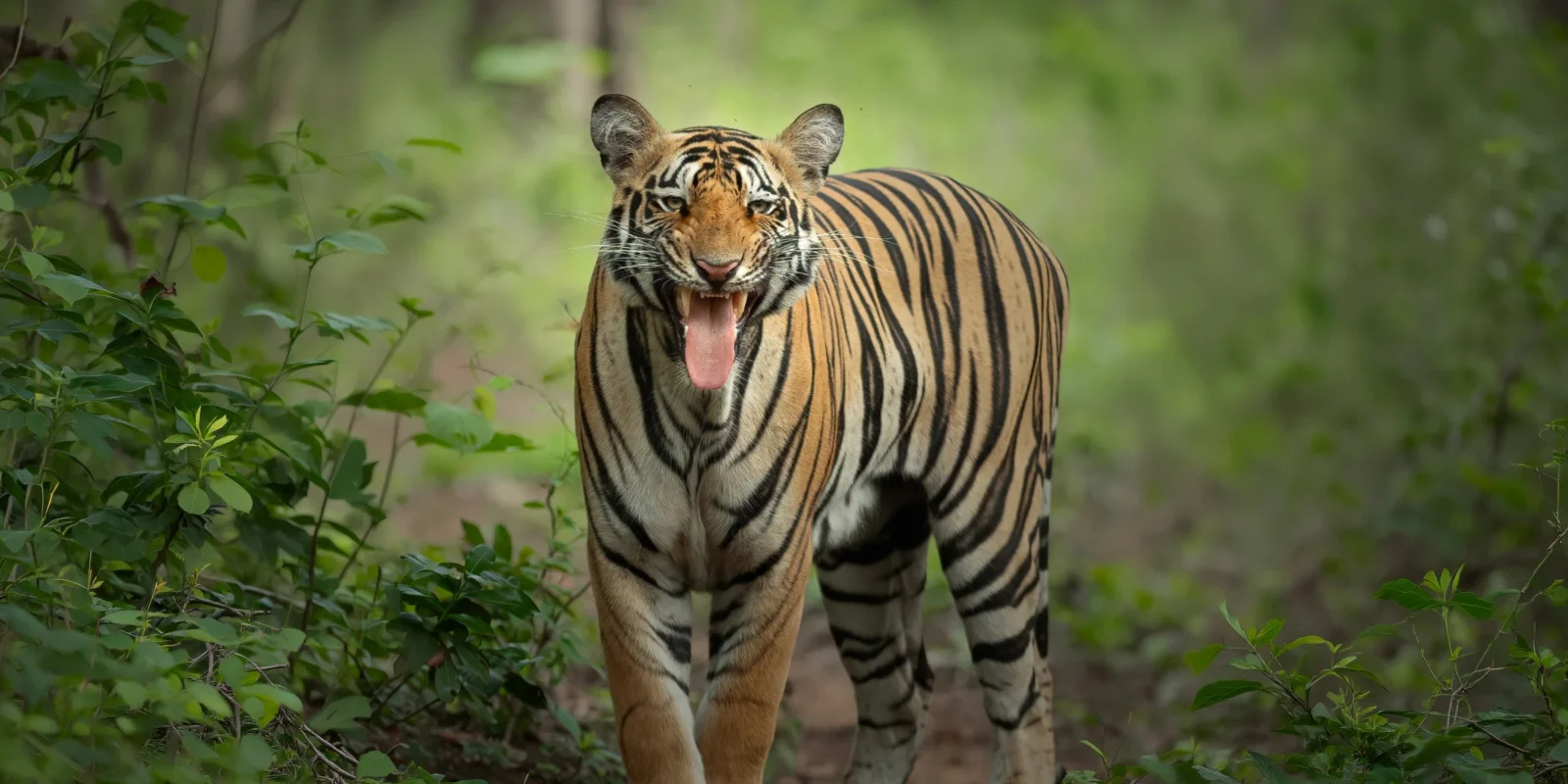 Tracking Tigers: A First-Timer's Guide to Tadoba