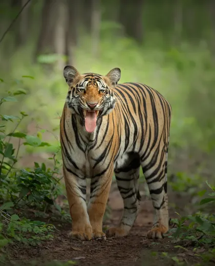 Tracking Tigers: A First-Timer's Guide to Tadoba