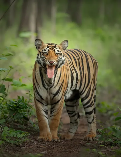 Bandipur Tiger Safari — Karnataka