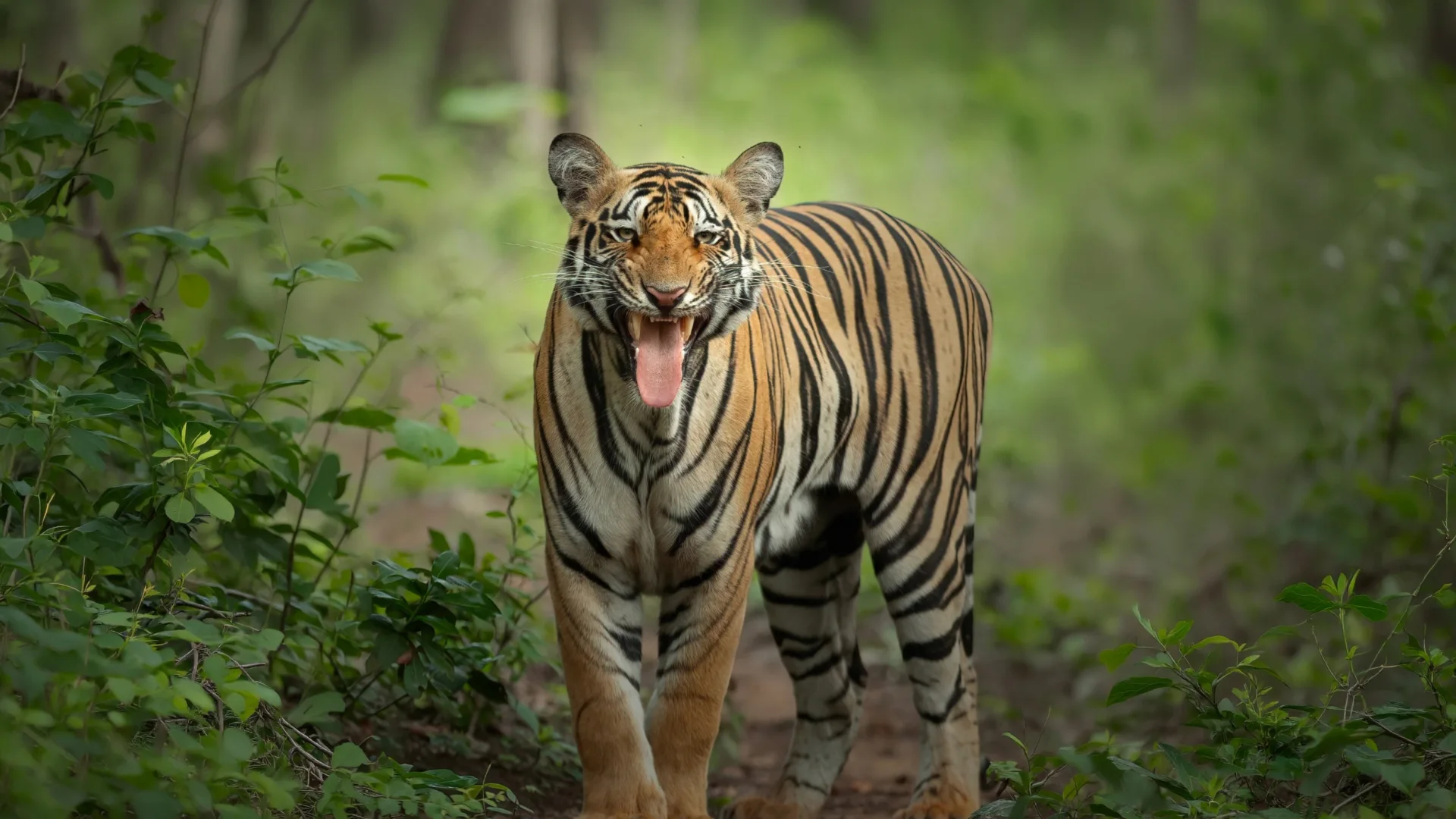 Bengal tiger in central India, the reason most foreign travellers visit