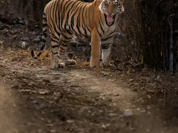 Bengal tiger snarling as it walks a shaded forest track