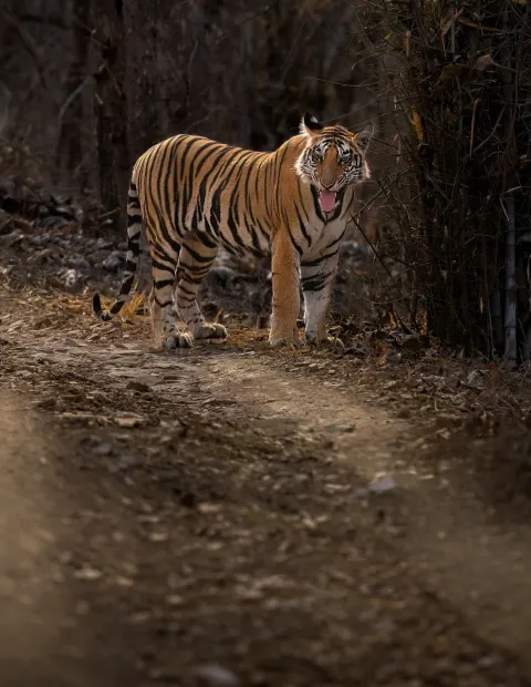 Kanha National Park Safari — Extended Safari — Madhya Pradesh