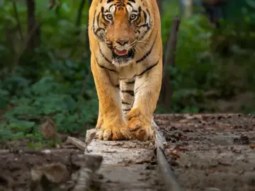 Bengal tiger stepping over a fallen log towards the camera