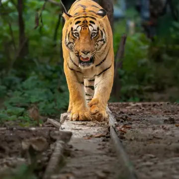 Bengal tiger stepping over a fallen log towards the camera
