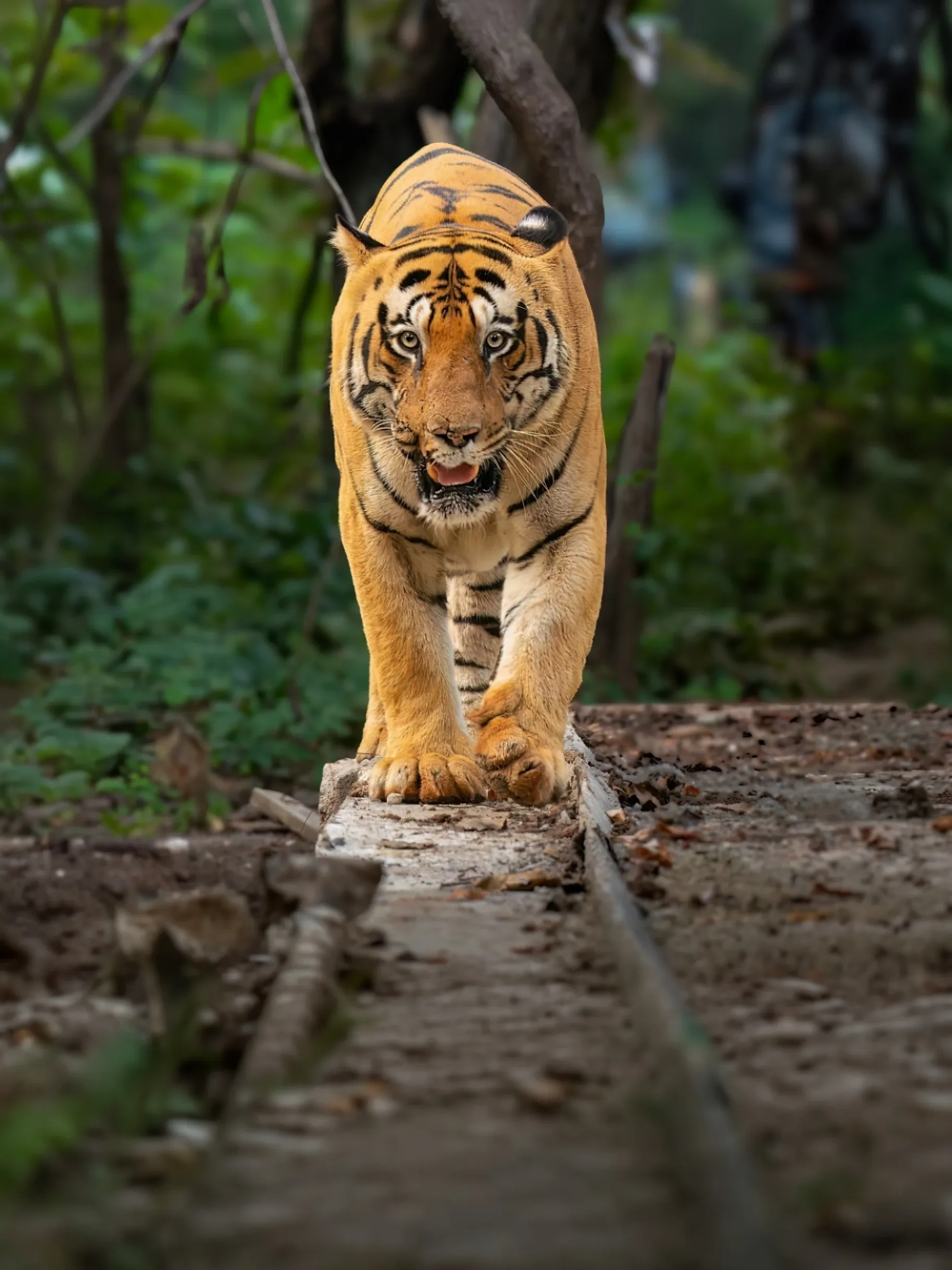 Bengal tiger stepping over a fallen log towards the camera