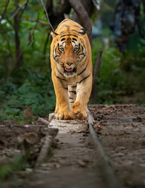 Tipeshwar Tiger Safari — Maharashtra